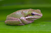 frog