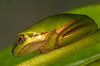 frog