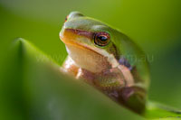 frogs