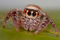 Macro