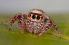 macro