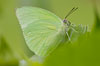 macro