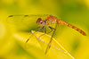 macro