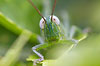 macro