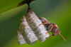 macro