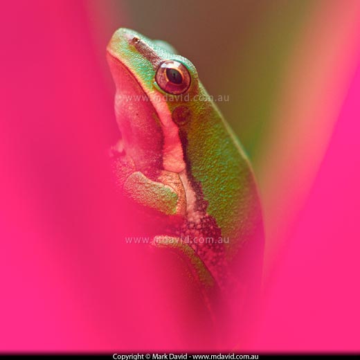 Eastern Dwarf Tree Frog