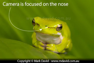 frog