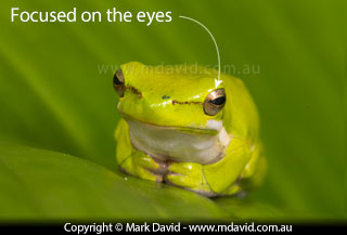 frog