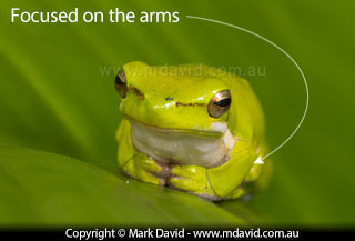 frog