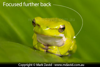 frog