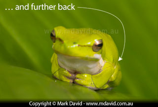 frog