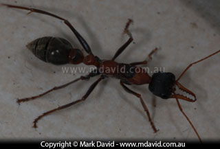 Bulldog Ant