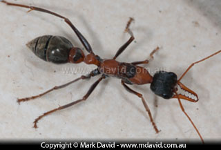 Bulldog Ant