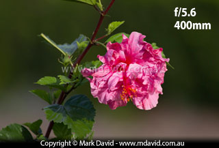 photo taken with a 400mm lens