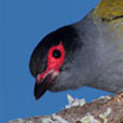 bird