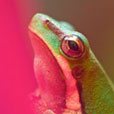 frog