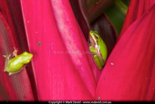 frogs