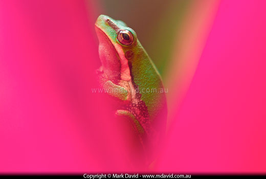 Frog