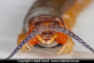 centipede
