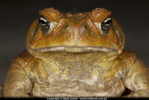 cane toad