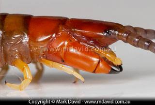 Centipede