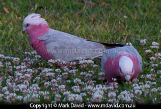 Galahs
