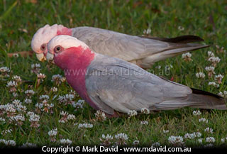 Galahs