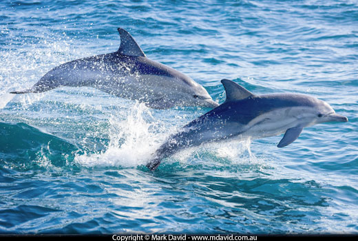 Short-beaked Common Dolphins