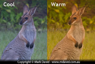 Cool and warm colour temperatures