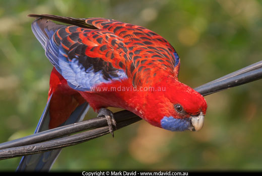 Crimson Rosella