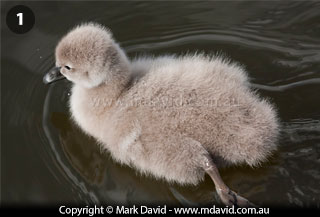 Cygnet