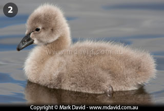 Cygnet