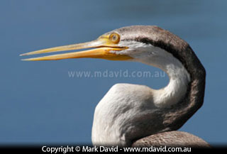 Darter