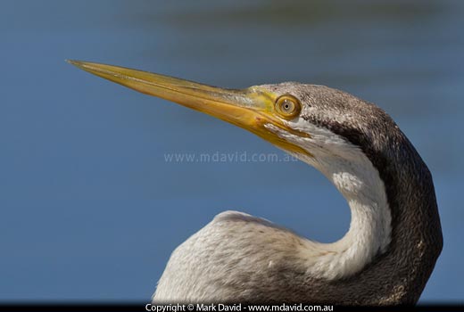Darter