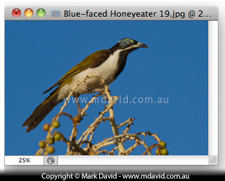 Blue-faced Honeyeater