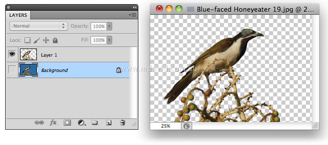 deep-etched bird and branch