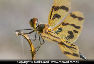 Dragonfly