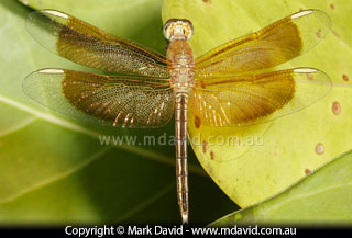 Dragonfly