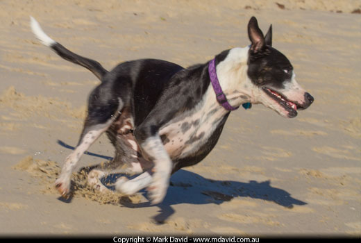 Dog running