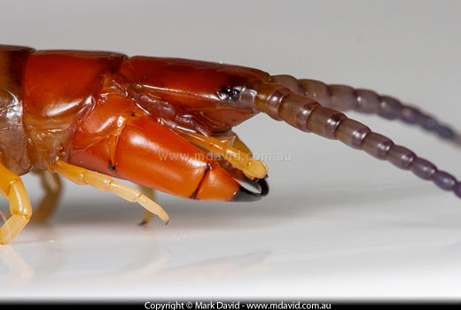centipede