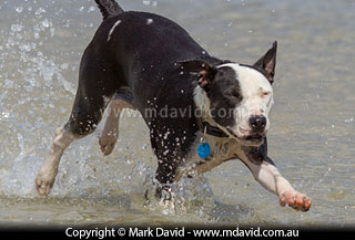 Dog