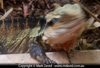 A Water Dragon turns its head