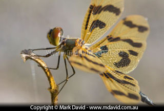 Dragonfly