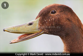 Duck