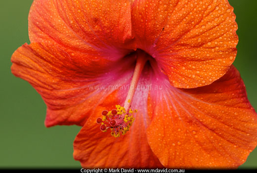 Hibiscus flower sprayed with water