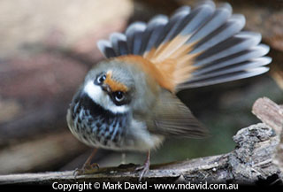 Rufous Fantail
