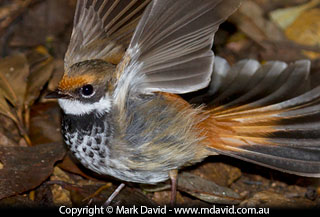 Rufous Fantail