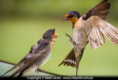 Welcome Swallow being fed by an adult bird