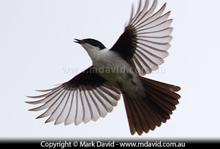 Restless Flycatcher