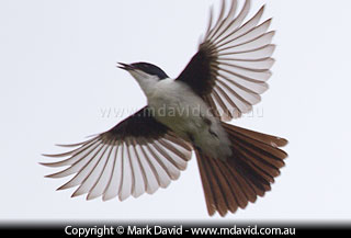 Restless Flycatcher